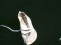 DSCF0767