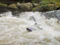 36-Tryweryn0804